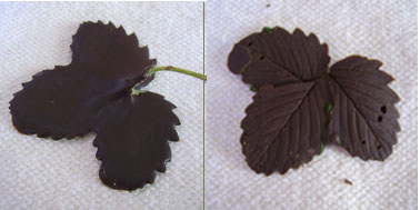 astuce chocolats maison : empreinte de feuille en chocolat, c'est facile et le résultat est bluffant !