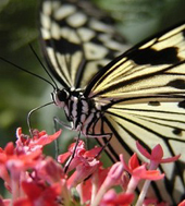 Cliquez sur l'icone papillon.pps en fin d'article ! Cliquez sur l'icone papillon.pps en fin d'article !
