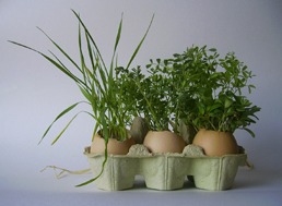 De petits jardins d'intérieurs rigolos ! De petits jardins d'intérieurs rigolos !