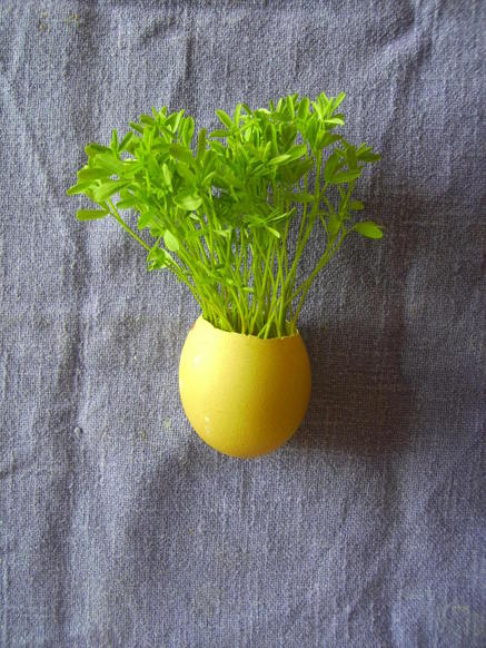 De petits jardins d'intérieurs rigolos ! De petits jardins d'intérieurs rigolos !