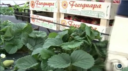 Fraises à Pâques, neige en juillet ! Fraises à Pâques, neige en juillet !