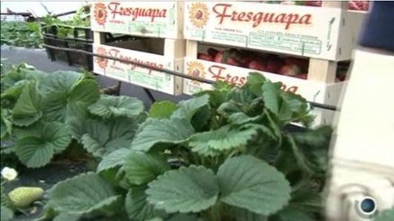 Fraises à Pâques, neige en juillet !