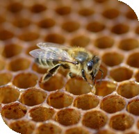 Les abeilles sont menacées. Certains spécialistes craignent même leur disparition...