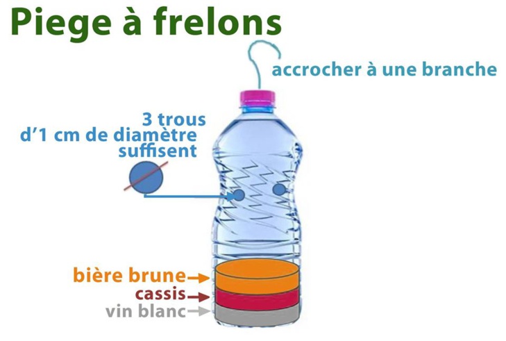 Réalisez un piège contre les frelons asiatiques pour protéger les abeilles.