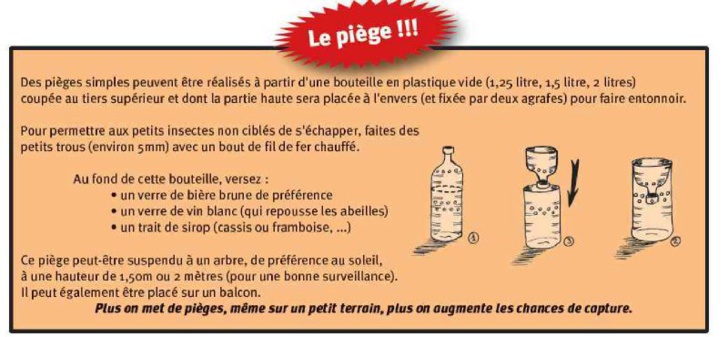 Réalisez un piège contre les frelons asiatiques pour protéger les abeilles.