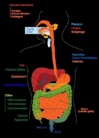 Le foie et la vésicule biliaire, liés au système digestif