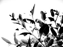Je désinfecte mon intérieur avec une plante amie : l’eucalyptus Je désinfecte mon intérieur avec une plante amie : l’eucalyptus