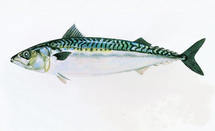 Je mange du poissonhttp://www.laglaneuse.fr/admin/list/all/page/ de manière responsable ! Je mange du poissonhttp://www.laglaneuse.fr/admin/list/all/page/ de manière responsable !