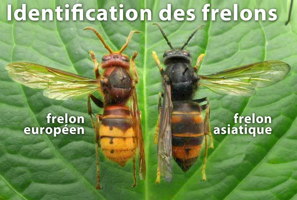 Réalisez un piège contre les frelons asiatiques pour protéger les abeilles.