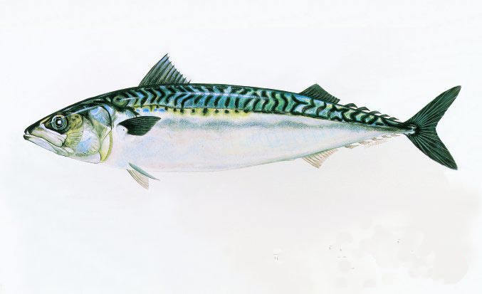 Je mange du poissonhttp://www.laglaneuse.fr/admin/list/all/page/ de manière responsable ! Je mange du poissonhttp://www.laglaneuse.fr/admin/list/all/page/ de manière responsable !