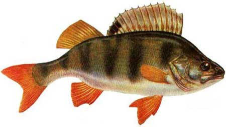 Je mange du poissonhttp://www.laglaneuse.fr/admin/list/all/page/ de manière responsable ! Je mange du poissonhttp://www.laglaneuse.fr/admin/list/all/page/ de manière responsable !