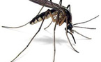 De l'homéopathie pour éviter les piqûres de moustiques