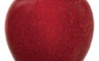 Croquez des pommes pour réduire Alzheimer en compote ! Croquez des pommes pour réduire Alzheimer en compote !